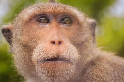 Close-up portrait of gorilla looking away