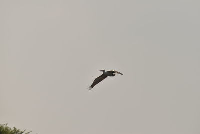 Low angle view of bird flying in sky