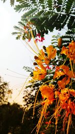Close-up of orange flowering plant