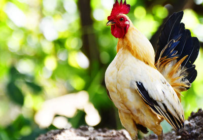 Close-up of a bird