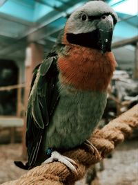 Close-up of parrot perching on wood