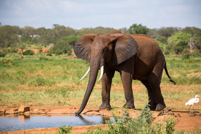 Elephant standing on field