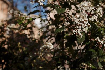 Close-up of flowers on tree