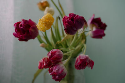 Close-up of pink roses