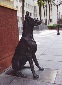 Black dog looking away while standing on sidewalk