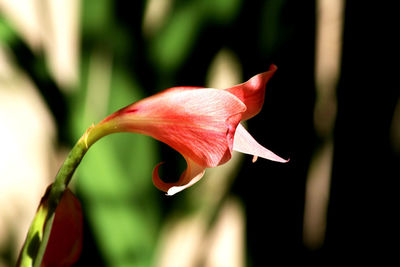 Close-up of red rose flower