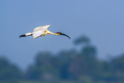 Low angle view of a bird flying