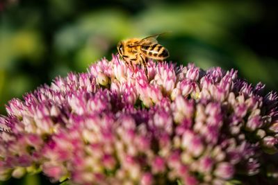 Close-up of honey bee pollinating on purple flower