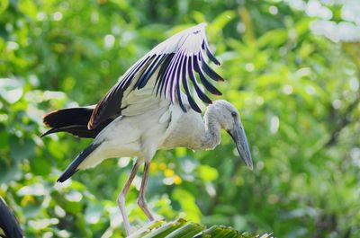 Side view of a bird flying