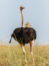 Ostrich looking out towards the savannah in africa