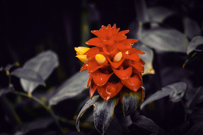 Close-up of orange rose flower