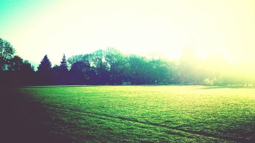 Trees on grassy field