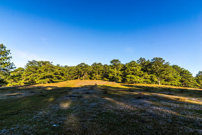 Scenic view of trees against clear sky