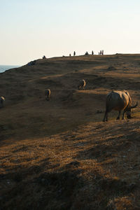 Sheep grazing in a field