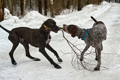 Two dogs on snow covered land