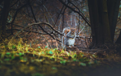 View of squirrel on tree