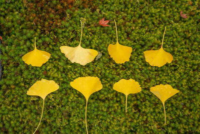 Close-up of yellow flowering plants in row