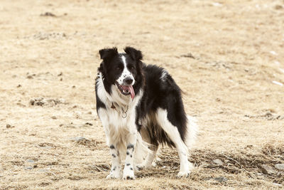 Portrait of an attentive and watchful border collie