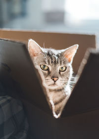 Grey tabby cat sitting in a carton. looking at camera