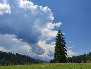 Trees on field against sky