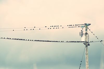 Low angle view of silhouette birds perching on electricity pylon against cloudy sky