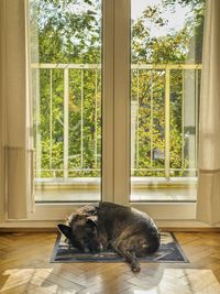 Dog relaxing on window