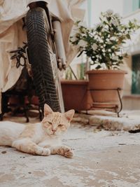 Portrait of cat lying on floor