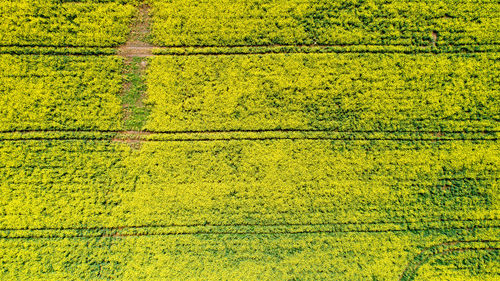 High angle view of yellow field