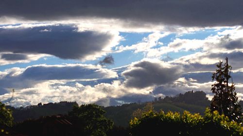 Trees against sky