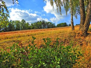 Scenic view of field against clear sky