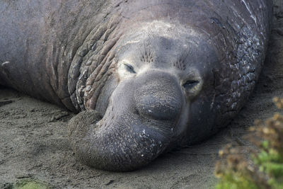 Close-up of animal sleeping