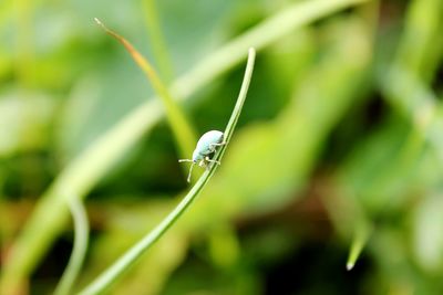 Close-up of insect on plant