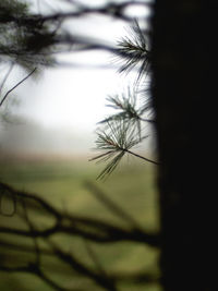 Close-up of plant on land