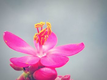 Close-up of pink flowers against white background