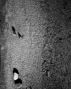 High angle view of duck swimming in a water