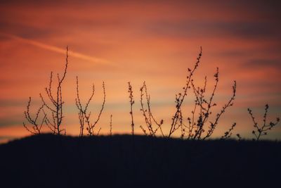 Silhouette plants on field against orange sky