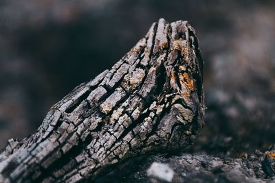 Close-up of driftwood on tree trunk