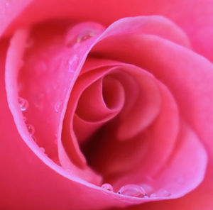 Close-up of pink rose