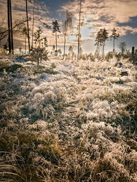 Scenic view of snow covered field against sky