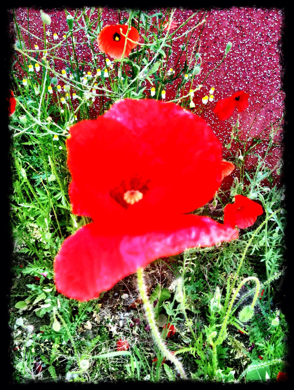 red, transfer print, growth, auto post production filter, high angle view, flower, fragility, freshness, nature, plant, grass, field, beauty in nature, poppy, directly above, close-up, petal, day, flower head, no people