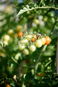 Close-up of fruits on tree