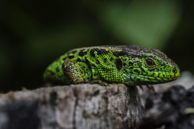Close-up of lizard on rock