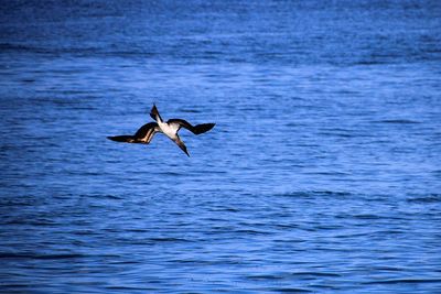 Bird flying over sea