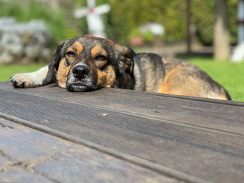 Portrait of dog resting on bench