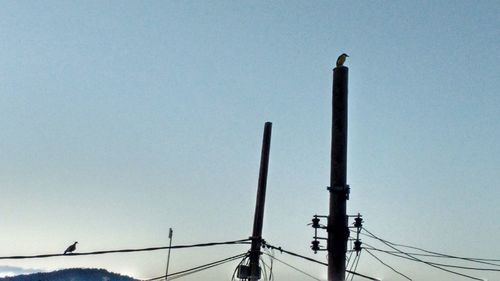 Low angle view of birds perched on street light