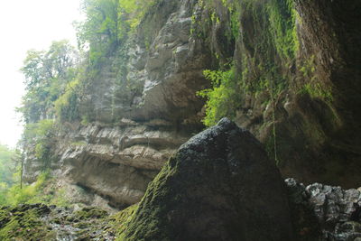 Low angle view of trees in forest