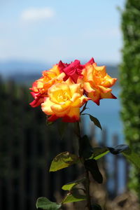 Close-up of rose plant