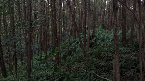 Bamboo trees in forest