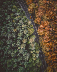 High angle view of road amidst trees