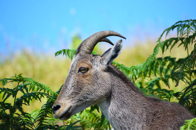 Close-up of deer